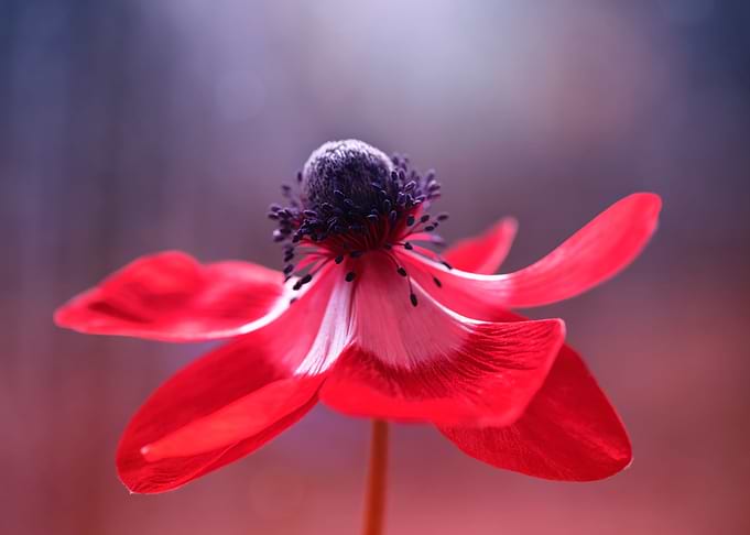 Red Japanese anemone