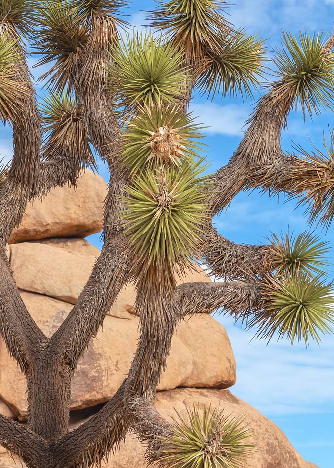 Joshua Tree