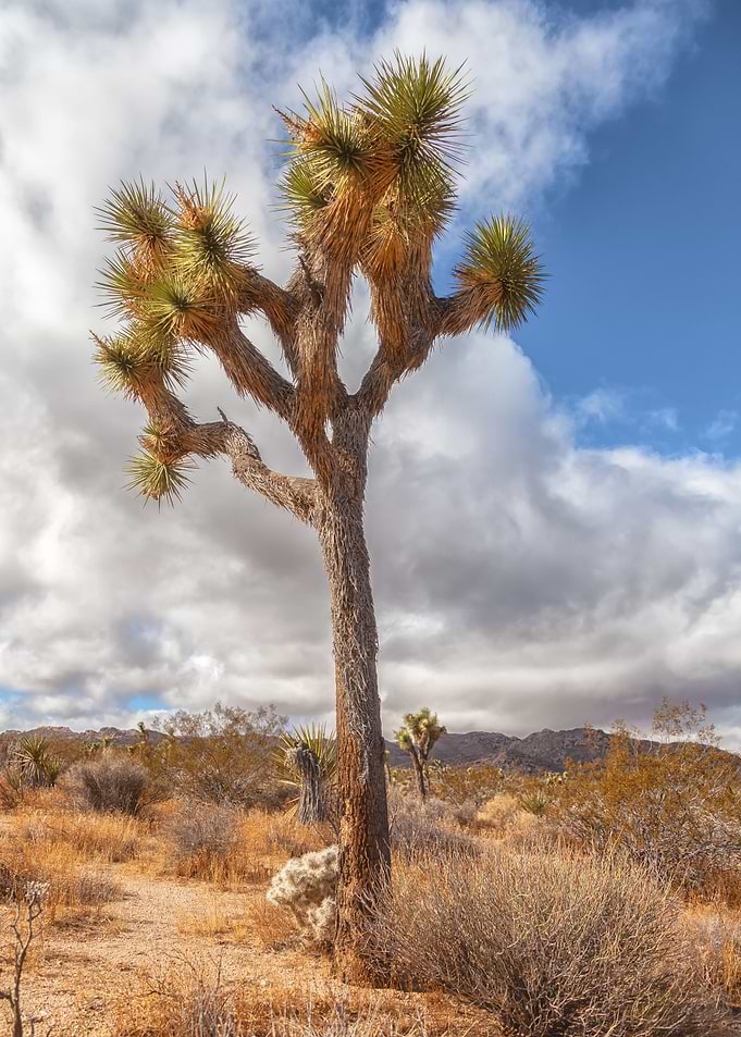 Joshua Tree