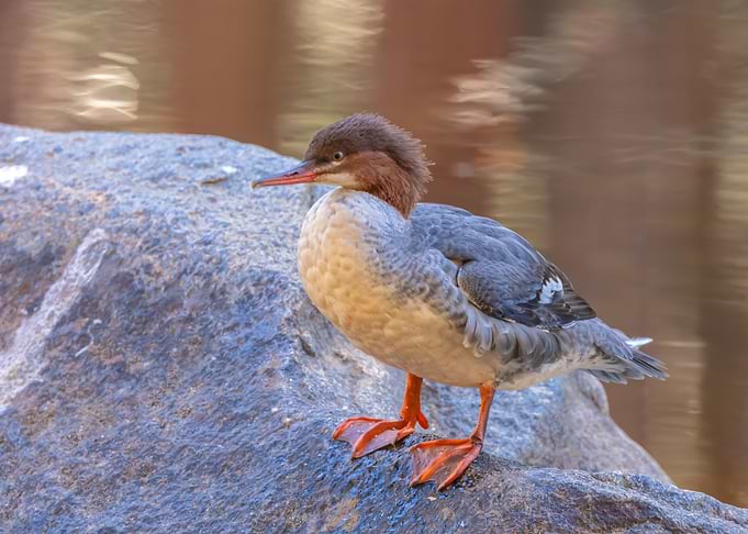 Merganser