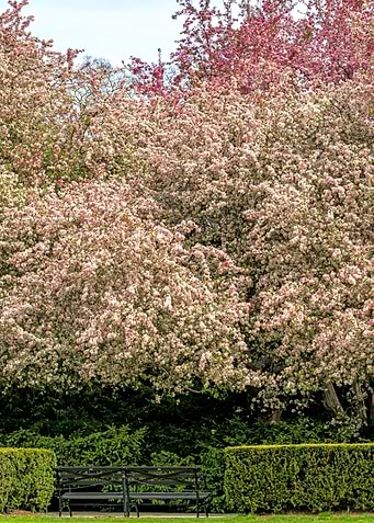 NYC Pink Crabapple Trees