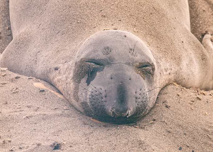 Sleeping Seal
