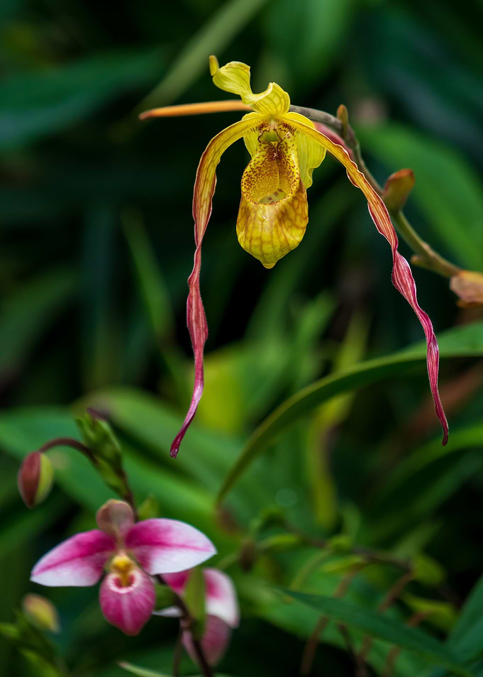 Orchids