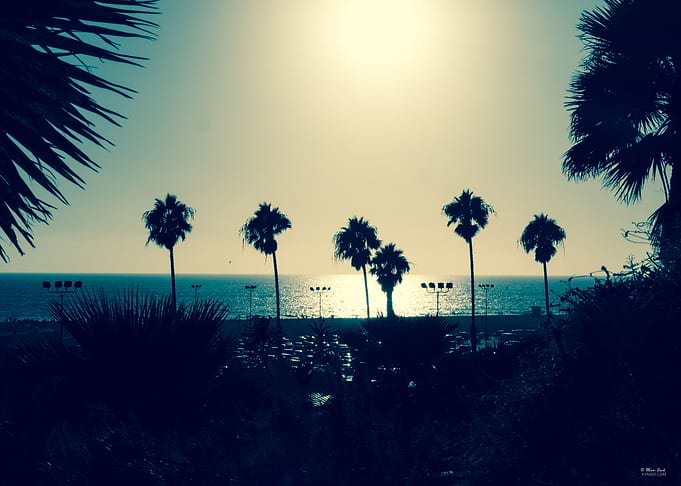 LA Santa Monica Palm Trees