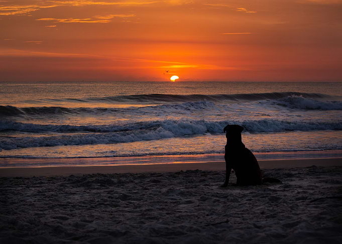 Dog and sunrise