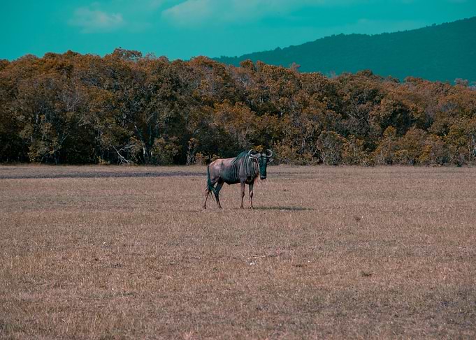 Wild Wildebeest
