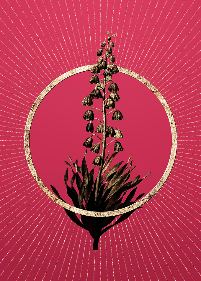 Viva Magenta Persian Lily