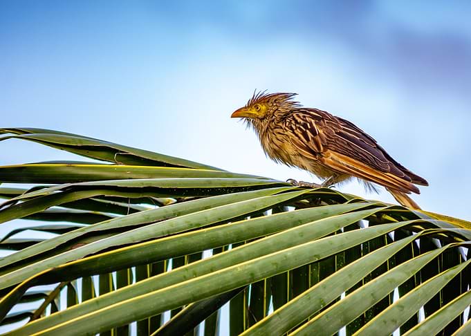 Bird