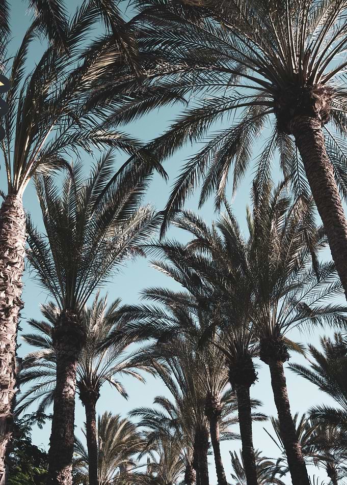 Palm Tree Jungle 1