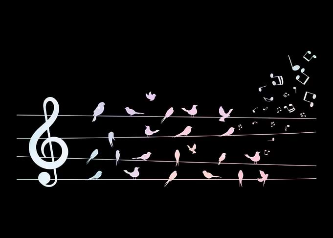 Colorful Birds Musical