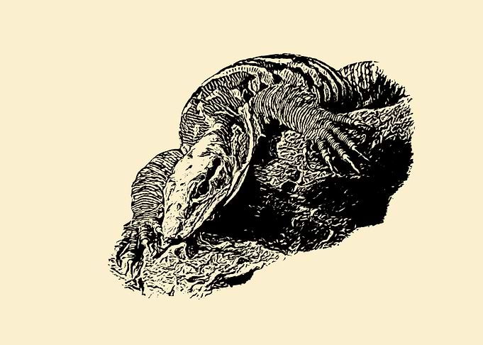 Monitor lizard