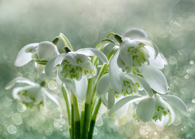 White snowdrops, flowers