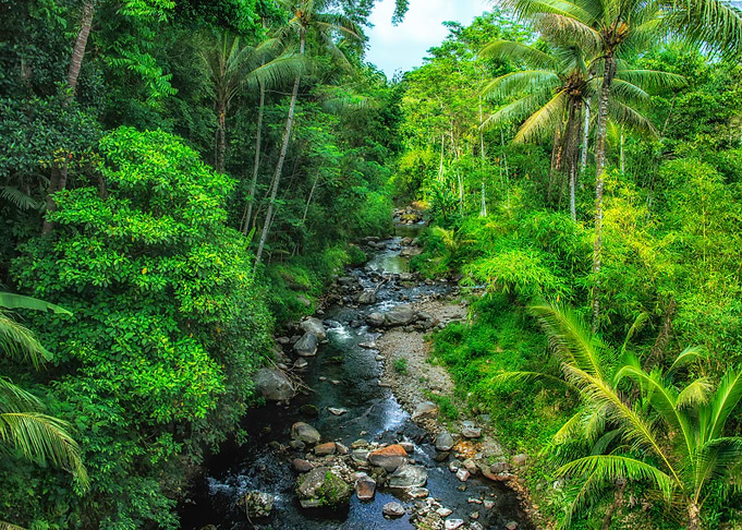 Into The Jungle