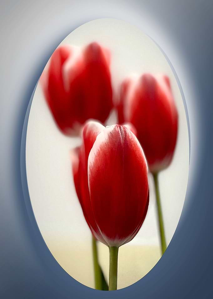 Red tulips