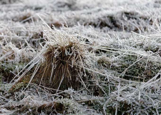 Frozen blades of grass