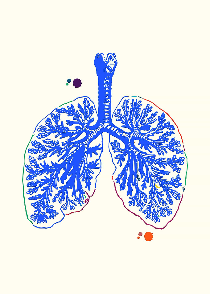 Anatomical Lungs