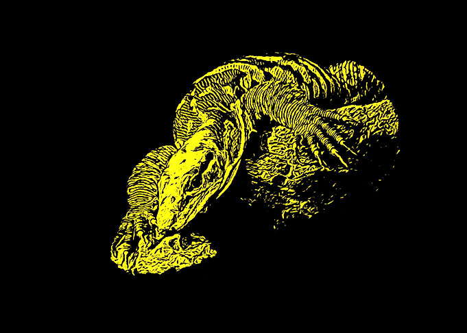 Monitor lizard