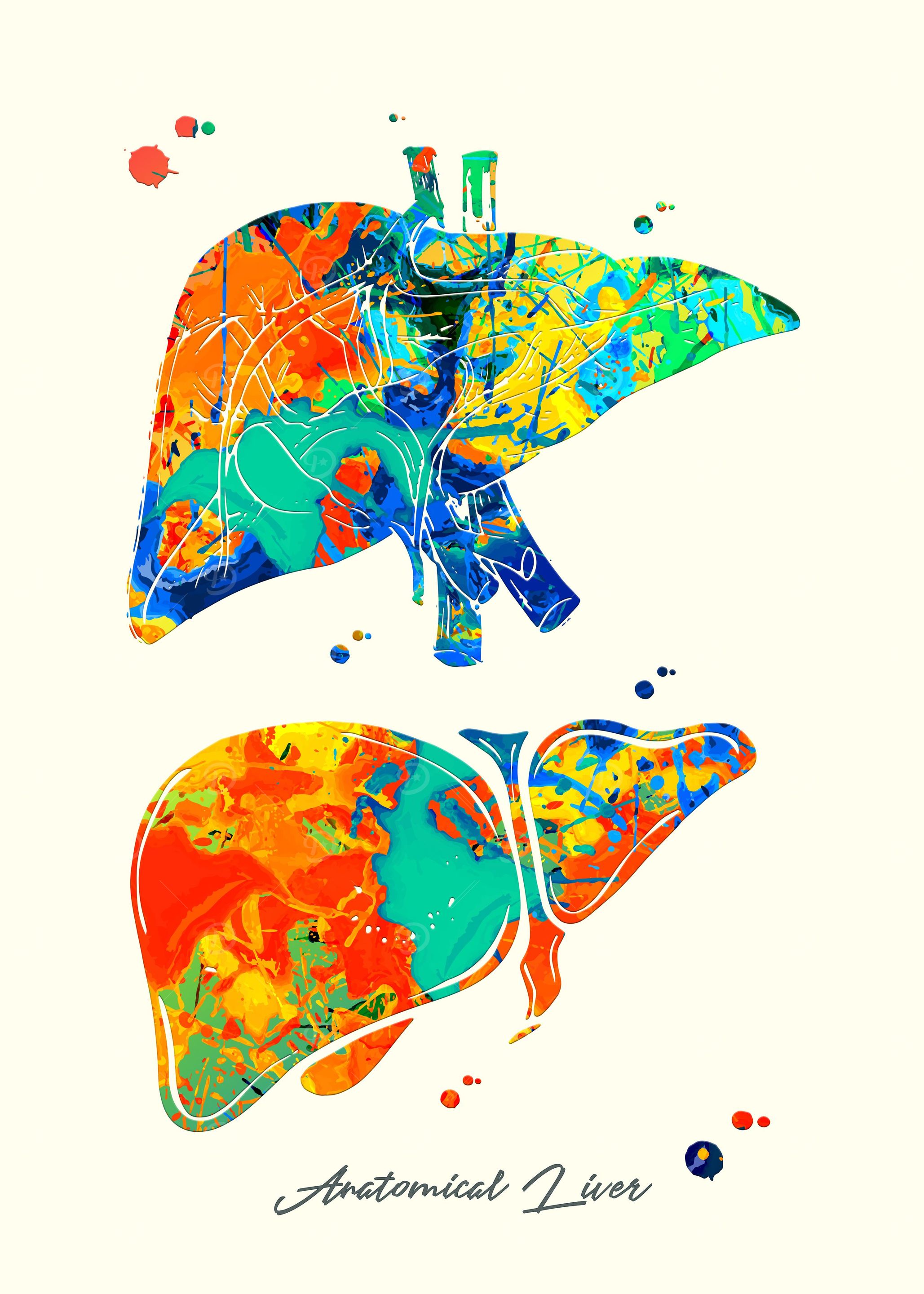 Anatomical Liver