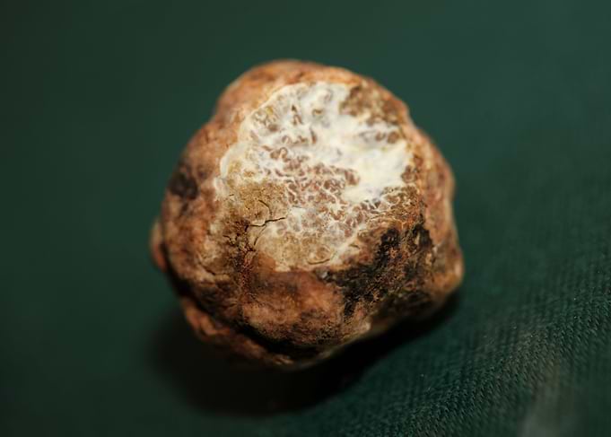 White truffle mushroom