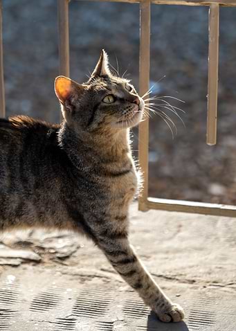 An Egyptian Cat