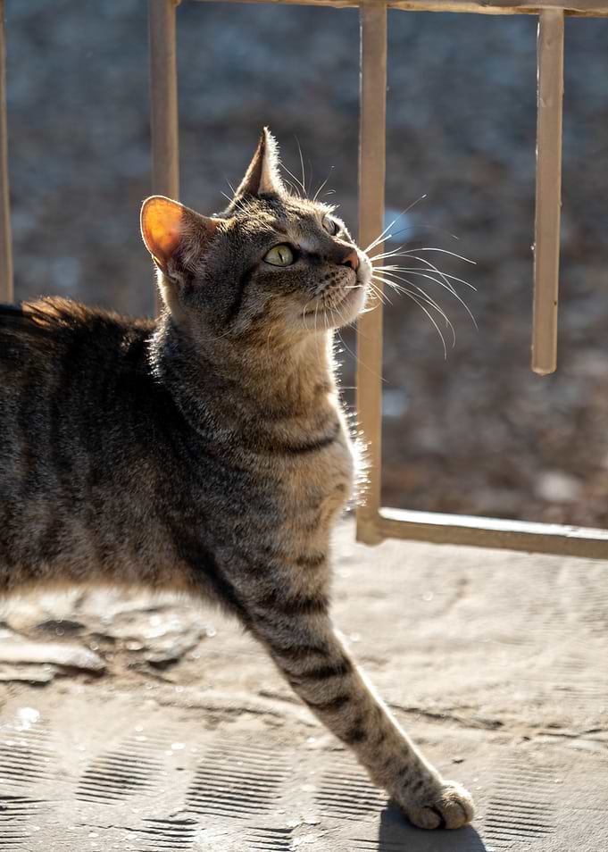 An Egyptian Cat