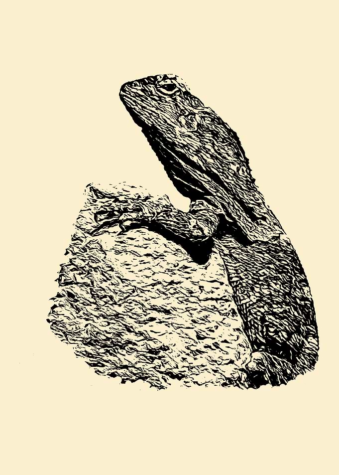 Frilled lizard