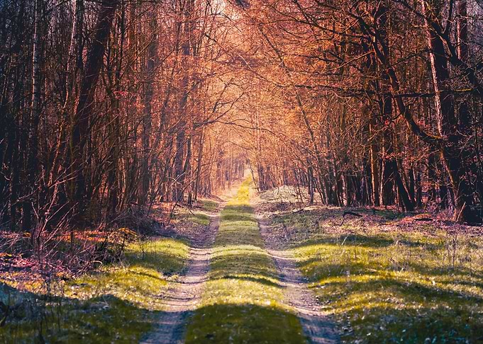 The forest