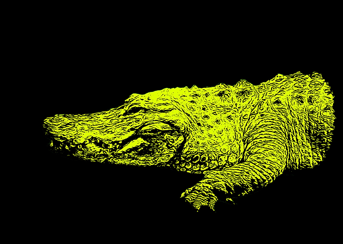 Alligator
