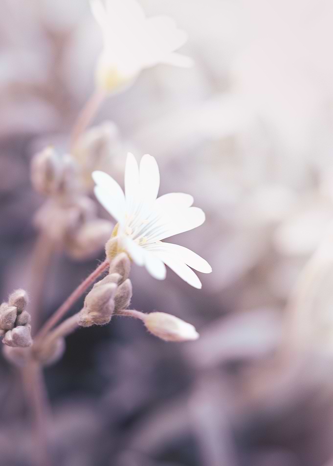 White flower