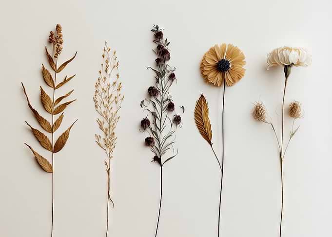 Dried Flowers Wildflowers