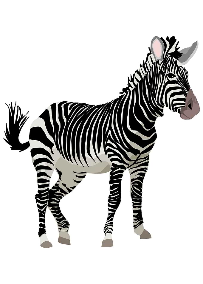 Funny Zebra Animal