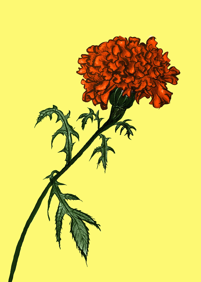 French Marigold Flower
