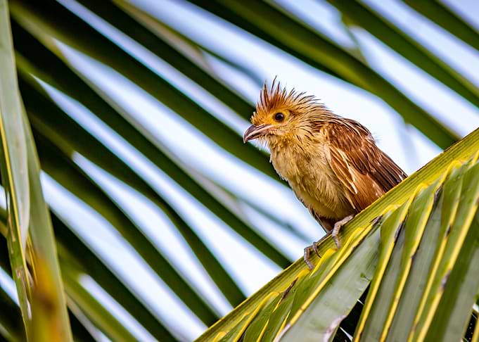 Bird
