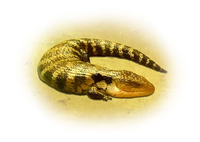 Skink