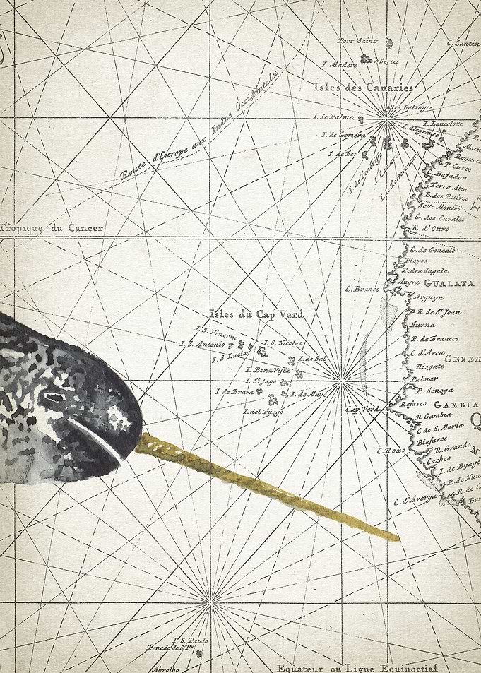 narwhal head piece 3