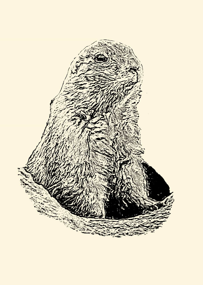 Prairie dog