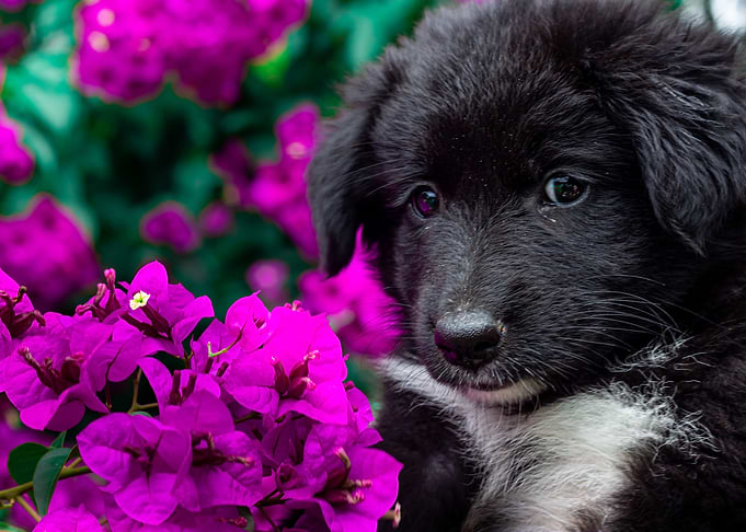 Cute puppy