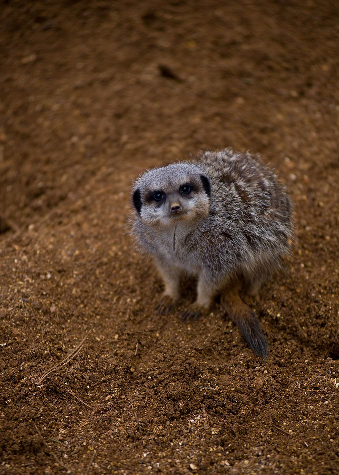 Meerkat