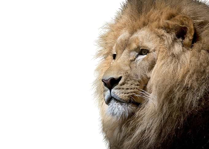 Funny Lion Animal