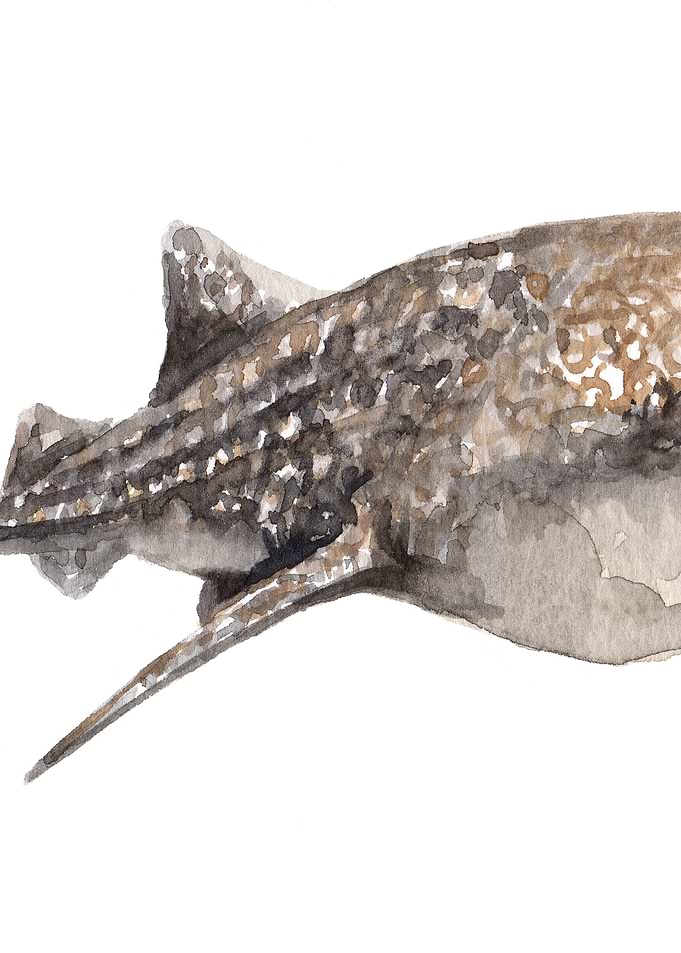 Whale Shark Art Part 2