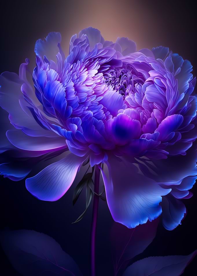 Peonies