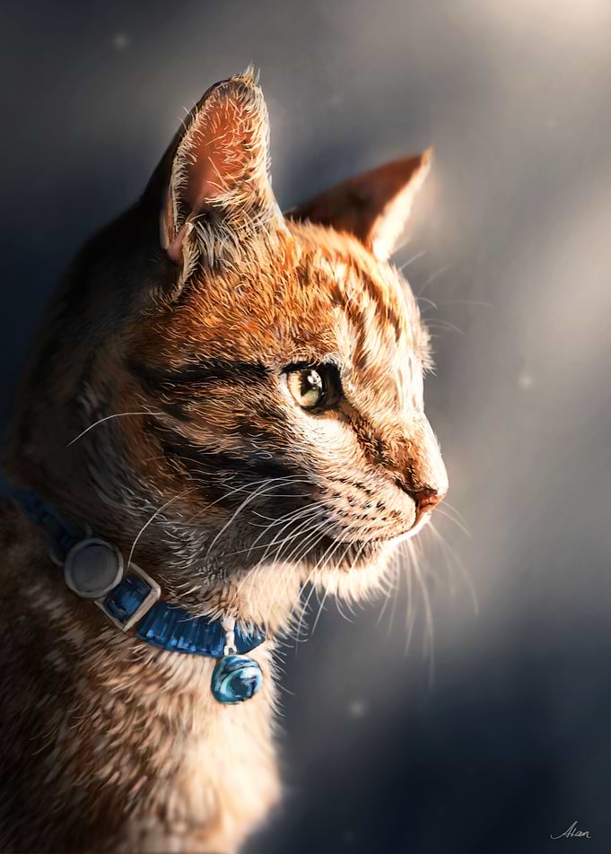 Domestic Cat