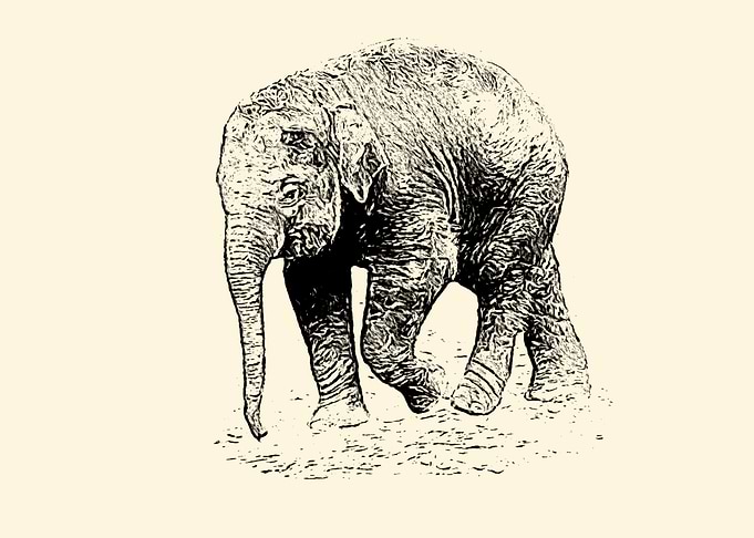 Baby elephant