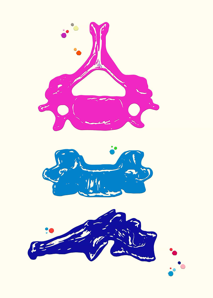 Sixth cervical vertebra