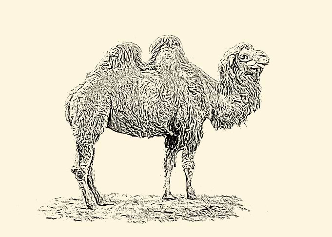 Bactrian camel