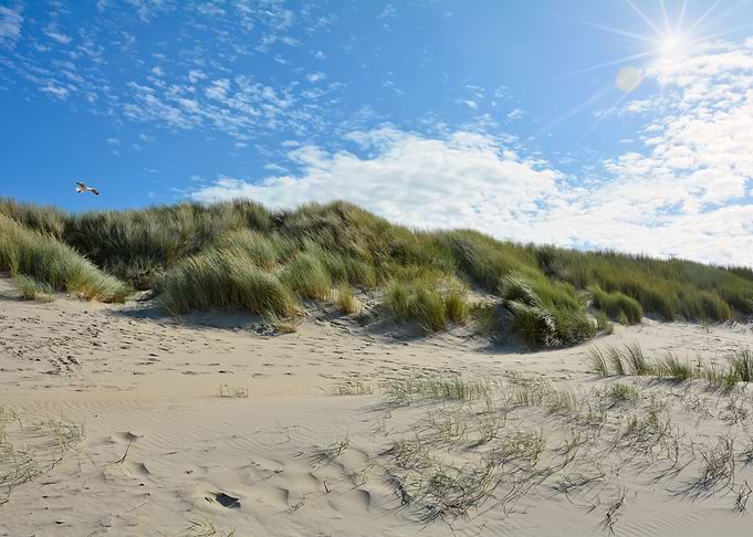 Dune Idyll