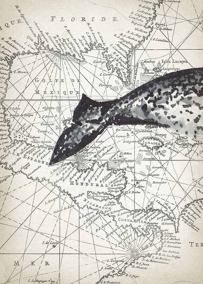 narwhal tail piece 2