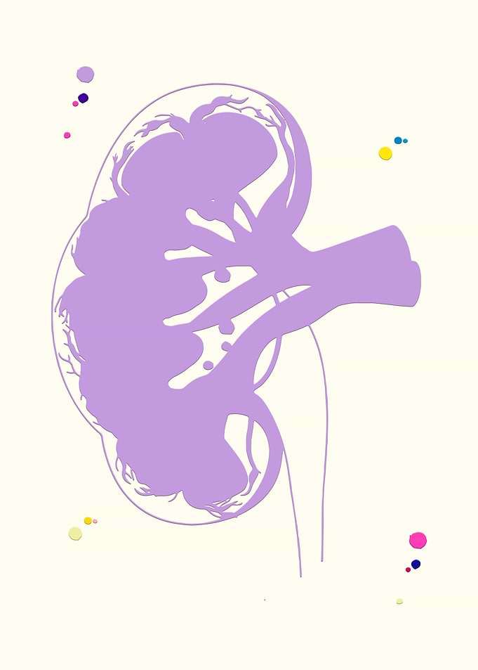 Kidney section