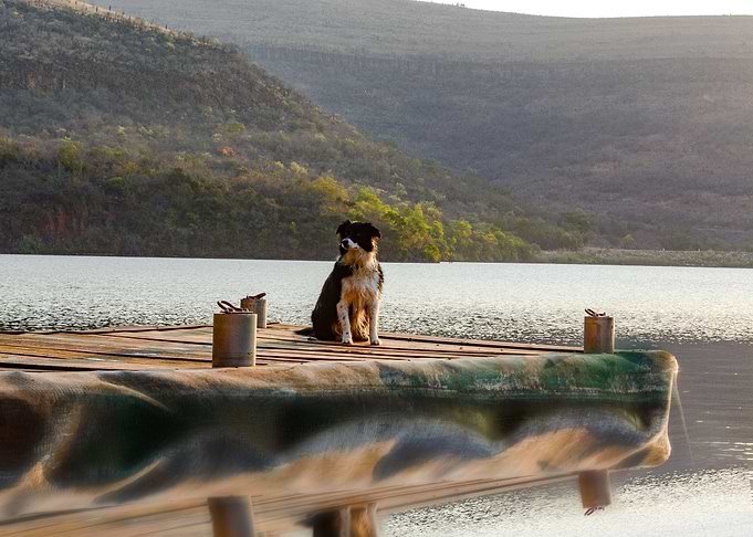Dog on Pier