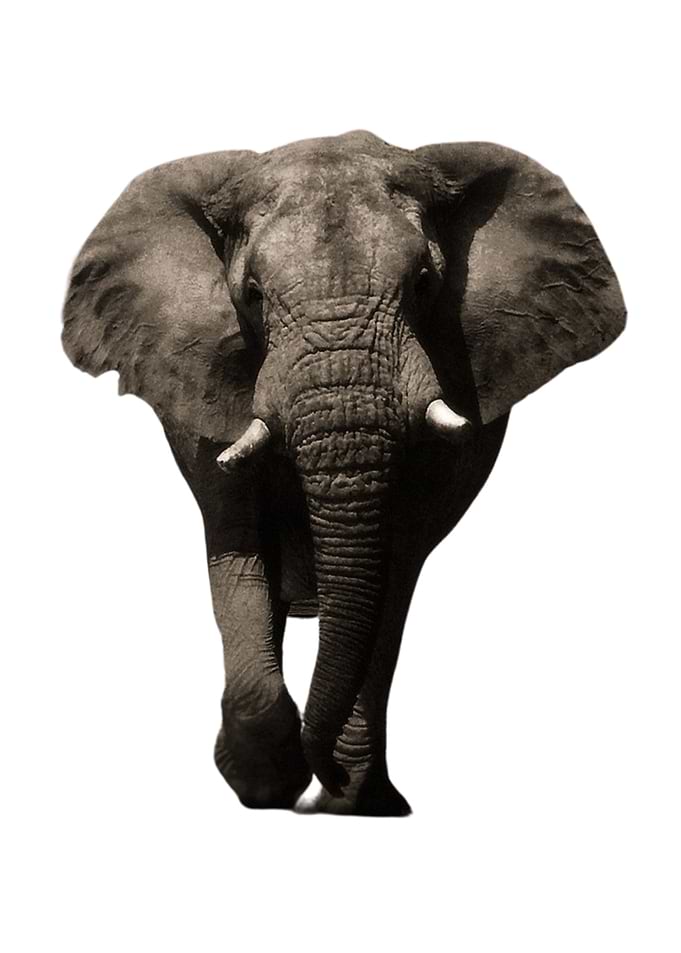 Funny Elephant Animal